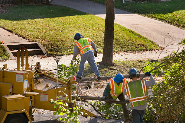 How Our Tree Care Process Works  in Sand Hill, PA